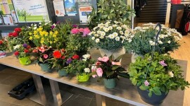 LENTEBLOEMEN