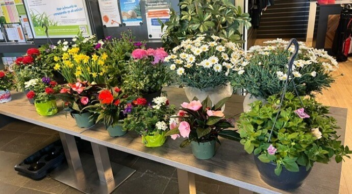 LENTEBLOEMEN