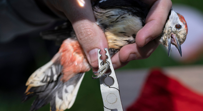 Vogelonderzoek op Golfpark De Breuninkhof!